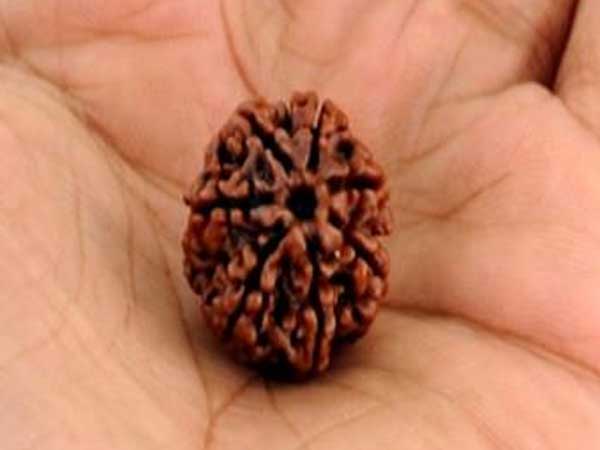 A story on Saptamukhi Rudraksha Maladharana A story on Saptamukhi Rudraksha Maladharana