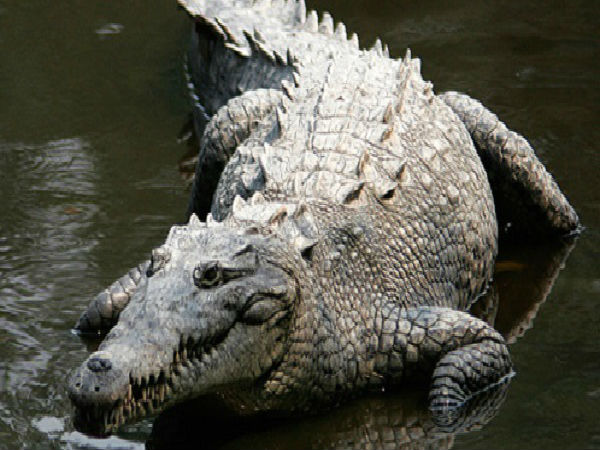 family opens doors find heavy alligator family opens doors find heavy alligator