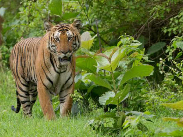 Leopard barges into girls hostel, attacks dog in Mumbai. Leopard barges into girls hostel, attacks dog in Mumbai.
