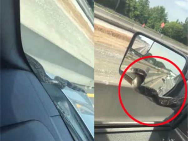 Snake Crawls Up Moving Car On A Highway, Tries To Get In Snake Crawls Up Moving Car On A Highway, Tries To Get In