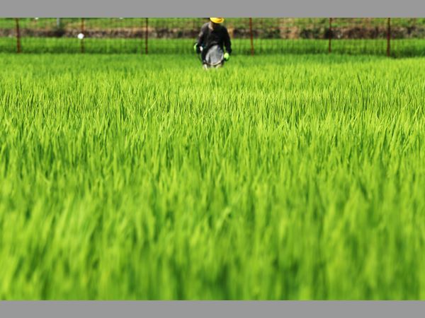40 శాతం దెబ్బతిన్న వరి