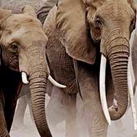 Elephants attack