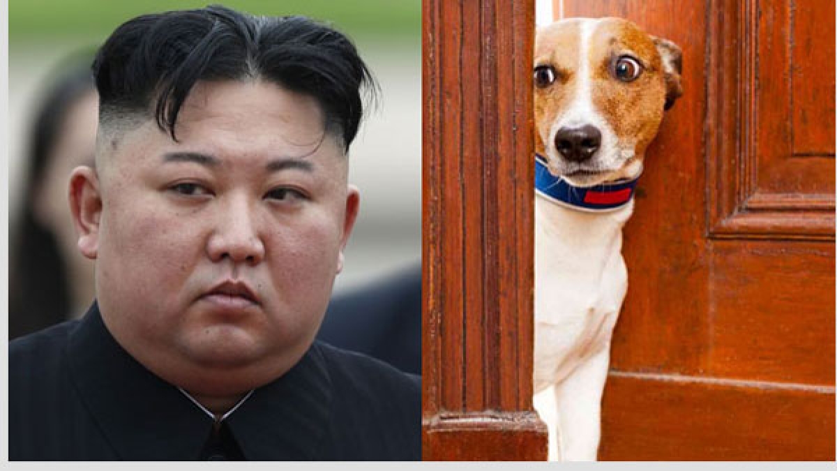 కుక్కలనూ వదలని కిమ్ జోంగ్... సంచలన ఆదేశాలు.... అదే కారణమా... Kim Jong
