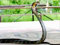 Snake Snake