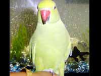 Parrot die with Rama japam Parrot die with Rama japam