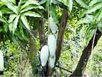 Mangoes Mangoes