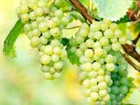Indian Grapes Rejected Indian Grapes Rejected