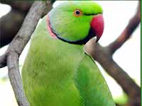 Parrot Parrot