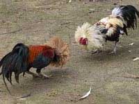 cocks competition cocks competition