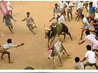 Jallakattu Jallakattu