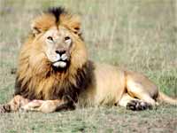 Lion Lion