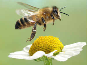 Honey Bees Honey Bees
