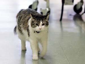Can this cute Cat secretly sense Death? Can this cute Cat secretly sense Death?