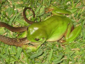 Frog eats snake in Nizamabad district Frog eats snake in Nizamabad district