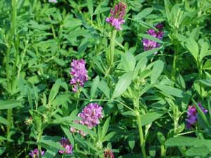 Jail inmates grow herbs for drug major Jail inmates grow herbs for drug major