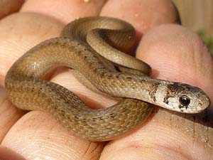 Snake in Sambar Snake in Sambar