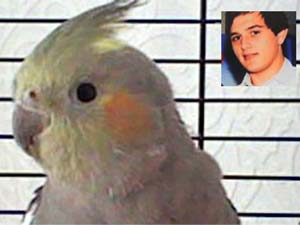 Parrot saves Owners life in house fire in UK Parrot saves Owners life in house fire in UK