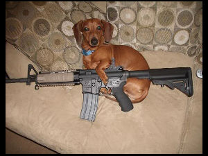 Dog shoots owner: Fires bullet in Vehicle Dog shoots owner: Fires bullet in Vehicle