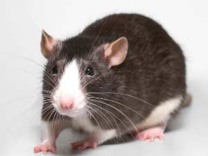 Rats Rats