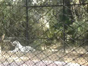 Rhinoceros hulchul in Zoo Park Rhinoceros hulchul in Zoo Park