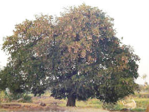 Tamarind tree brings luck for candidates Tamarind tree brings luck for candidates