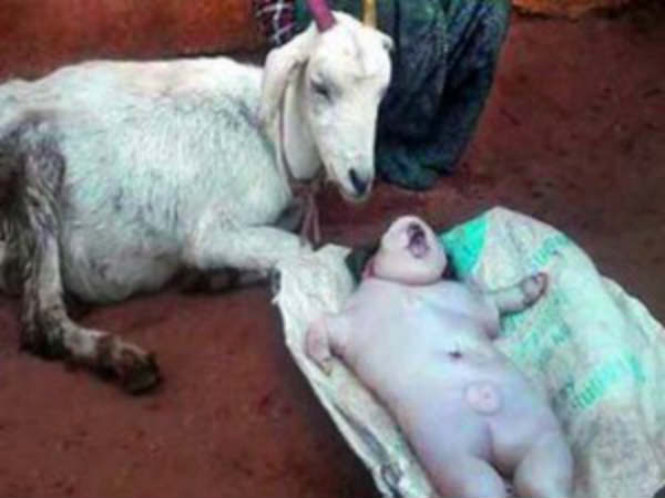 Mysore Shocker: Goat delivers human-like kids Mysore Shocker: Goat delivers human-like kids