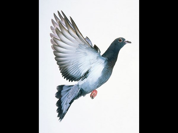 German police hunting for stolen pigeon German police hunting for stolen pigeon