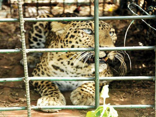 Leopard Caught Alive From Jayalalithaa's Estate Near Nilgiris Leopard Caught Alive From Jayalalithaa's Estate Near Nilgiris