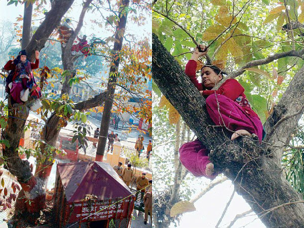 Three female activists spend two days up a tree in Dehradun in job quota protest Three female activists spend two days up a tree in Dehradun in job quota protest