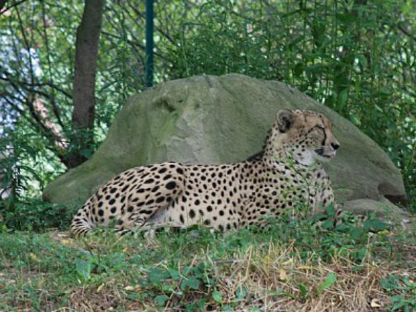 Mother dropped two-year-old boy into cheetah enclosure ai zoo Mother dropped two-year-old boy into cheetah enclosure ai zoo