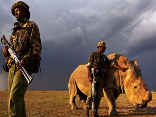 Sudan is the last male northern white rhino in the world Sudan is the last male northern white rhino in the world