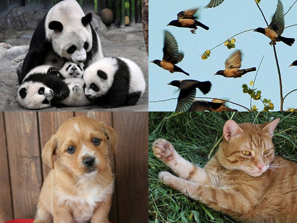 Nepal quake: Did animals signal the earthquake? Nepal quake: Did animals signal the earthquake?