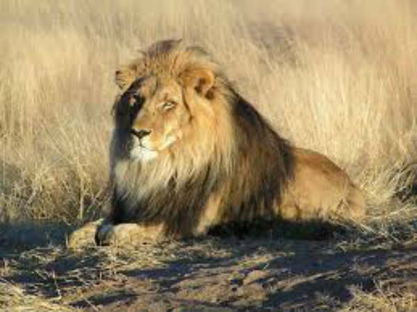 Five lions Aattack to Indian-Australin Girl Five lions Aattack to Indian-Australin Girl