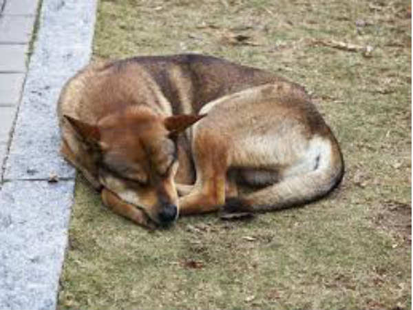 This Dog Breaks World Record for Being Fastest on 2 Paws in America This Dog Breaks World Record for Being Fastest on 2 Paws in America