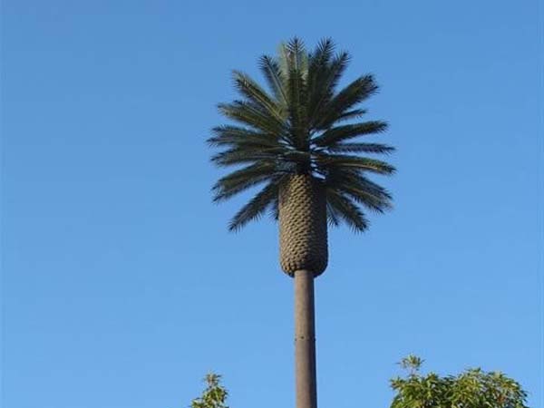 Tree cell towers in Hyderabad Tree cell towers in Hyderabad