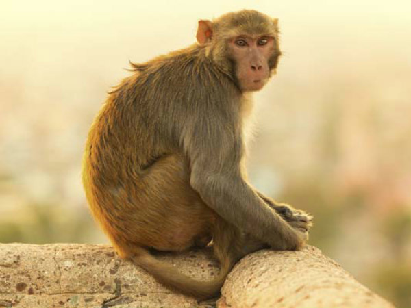 Cash rain in Vrindavan: Monkeys snatch purse, throw out money Cash rain in Vrindavan: Monkeys snatch purse, throw out money