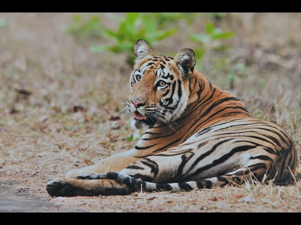సేవ్ టైగర్స్
