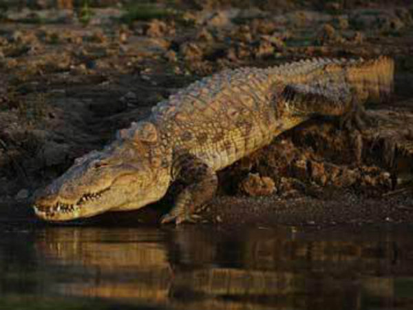 Odisha Women fights crocodiles in Singiri Village Odisha Women fights crocodiles in Singiri Village