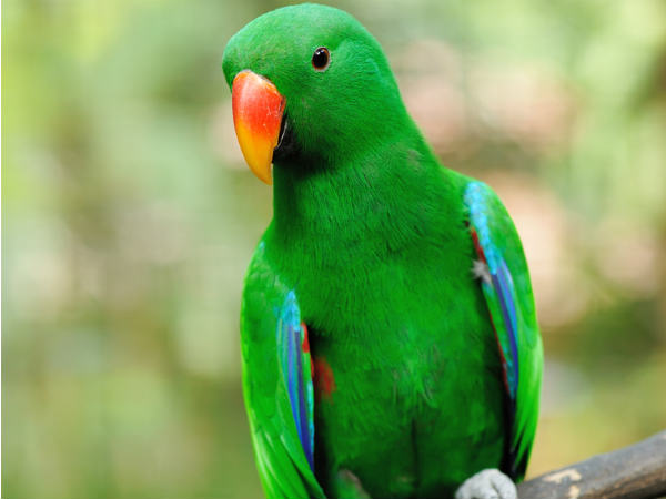 A parrot accused of hurling obscenities at an octogenarian woman A parrot accused of hurling obscenities at an octogenarian woman