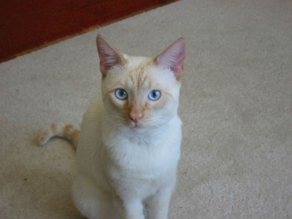 Couple Spend Thousands of Dollars on Cat's Kidney Transplant Couple Spend Thousands of Dollars on Cat's Kidney Transplant