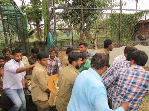 Tiger escapes from enclosure at nehru zoological park Tiger escapes from enclosure at nehru zoological park