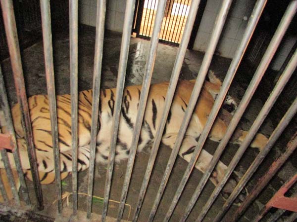 Tiger escapes from enclosure at nehru zoological park Tiger escapes from enclosure at nehru zoological park