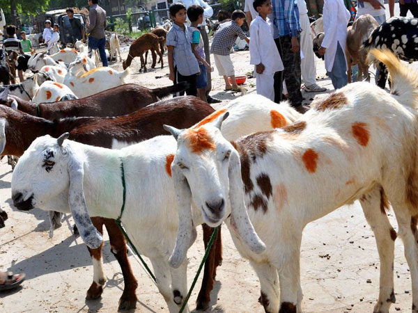 Goat Finds Itself in a Police Lock-Up Parbhani district in Maharashtra Goat Finds Itself in a Police Lock-Up Parbhani district in Maharashtra