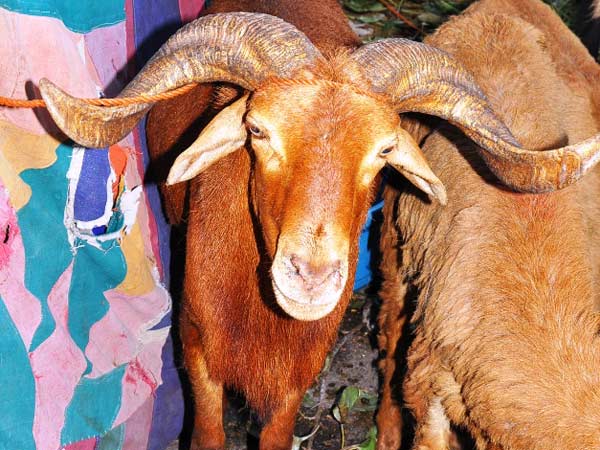 police sell others goats in nalgonda district police sell others goats in nalgonda district