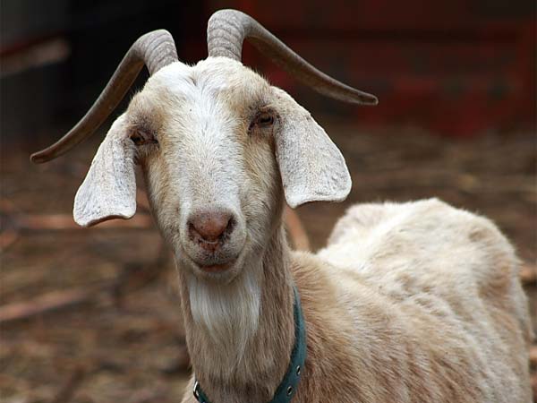 Dengue cure rumour spikes goat milk price Dengue cure rumour spikes goat milk price