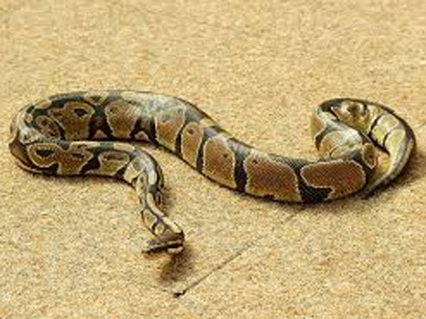 Snakes search for water in toilets in Australia Snakes search for water in toilets in Australia