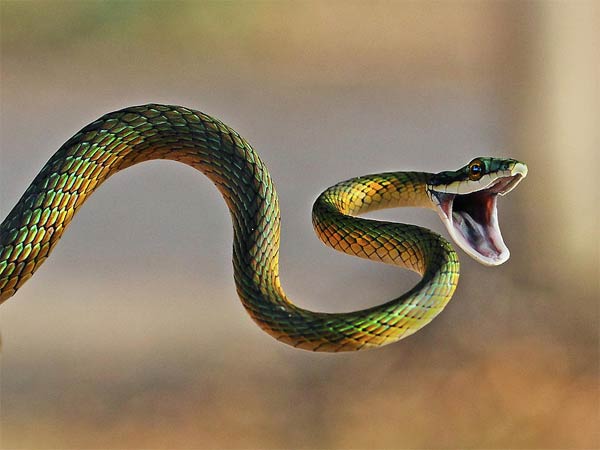Snakes in Guntur hospital Snakes in Guntur hospital