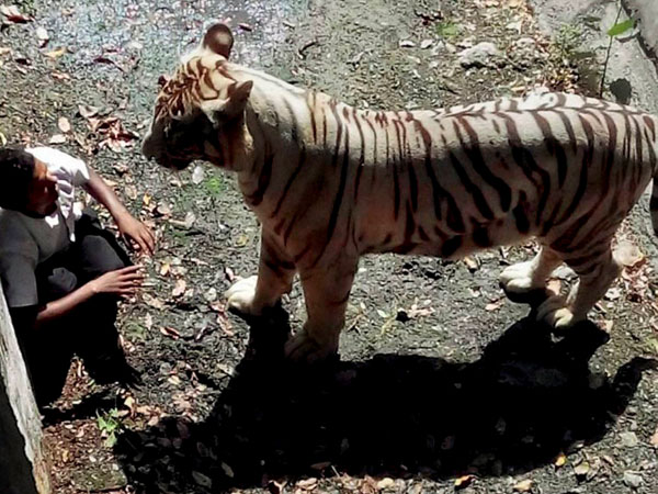 Delhi Zoo gets clean chit, report says 'tiger-obsessed' youth was killed due to his 'misadventure' Delhi Zoo gets clean chit, report says 'tiger-obsessed' youth was killed due to his 'misadventure'