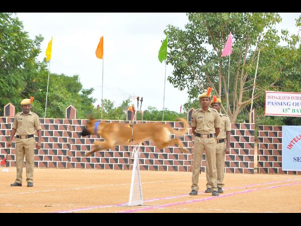 పాసింగ్ ఔట్ పరేడ్