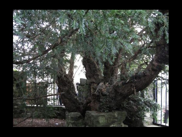 Britain's oldest tree, the Fortingall Yew, is 'undergoing a sex change' Britain's oldest tree, the Fortingall Yew, is 'undergoing a sex change'